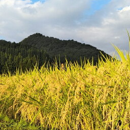 3つ目の返礼品の画像