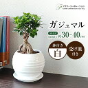 コンシェルジュのおすすめ返礼品1